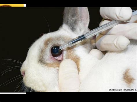 does dior test on animals|animal cruelty makeup testing.